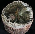 Triassic Aged Woodworthia Petrified Wood Log - Wide #28967-3